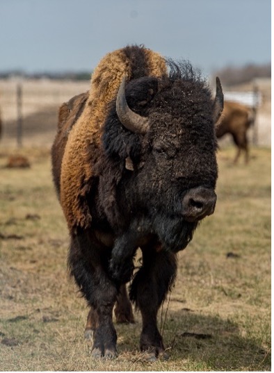 Marche des bisons avec le Dr Ernie Walker au Lieu historique national du Canada Wanuskewin