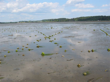 Comox Harbour Fish Trap